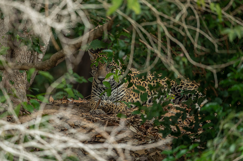 Brazil Pantanal Onça-pintada Jaguar Resting Nature Fauna Brazil-Pantanal-Onca-pintada-Jaguar-Resting-Nature-Fauna