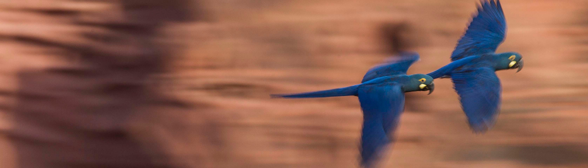 Caatinga Caatinga