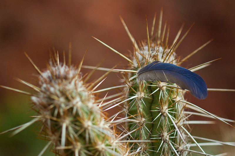 Caatinga Nature Mandacaru Cactus Arara Blu Lear's Macaw Feather Caatinga Nature Mandacaru Cactus Arara Blu Lear's Macaw Feather