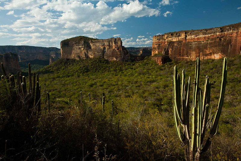 Caatinga Nature Mandacaru Cactus Landscape Serra Caatinga Nature Mandacaru Cactus Landscape Serra