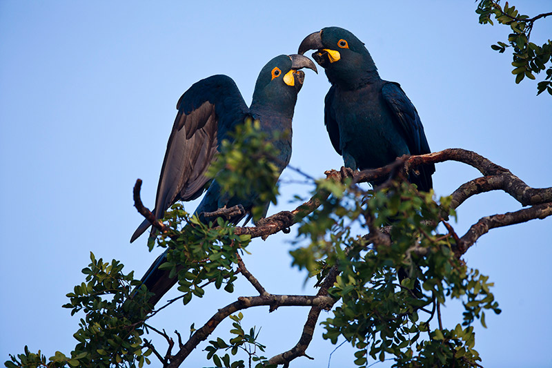 Caatinga Nature Serra Arara Lear's Macaw Blue Three Caatinga Nature Serra Arara Lear's Macaw Blue Three