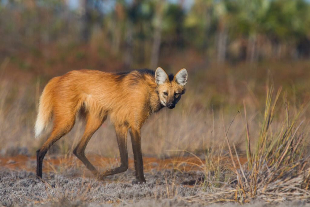 Cerrado Trijunção Lodge maned wolf onçafari Cerrado Trijunção Lodge maned wolf onçafari