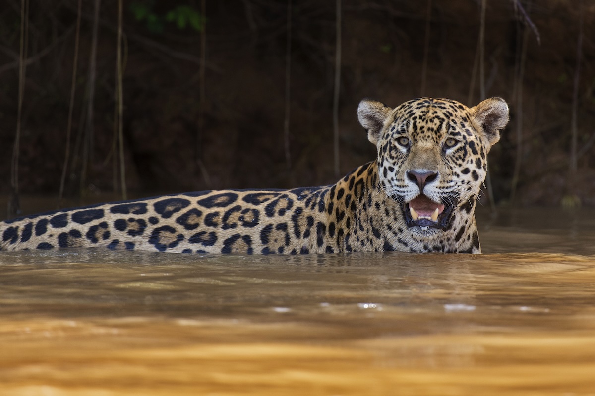Jaguar in water Jaguar in the river - Pantanal
