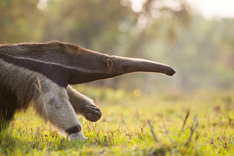 Pantanal Anteater Nature Tamanduá Pantanal Anteater Nature Tamanduá
