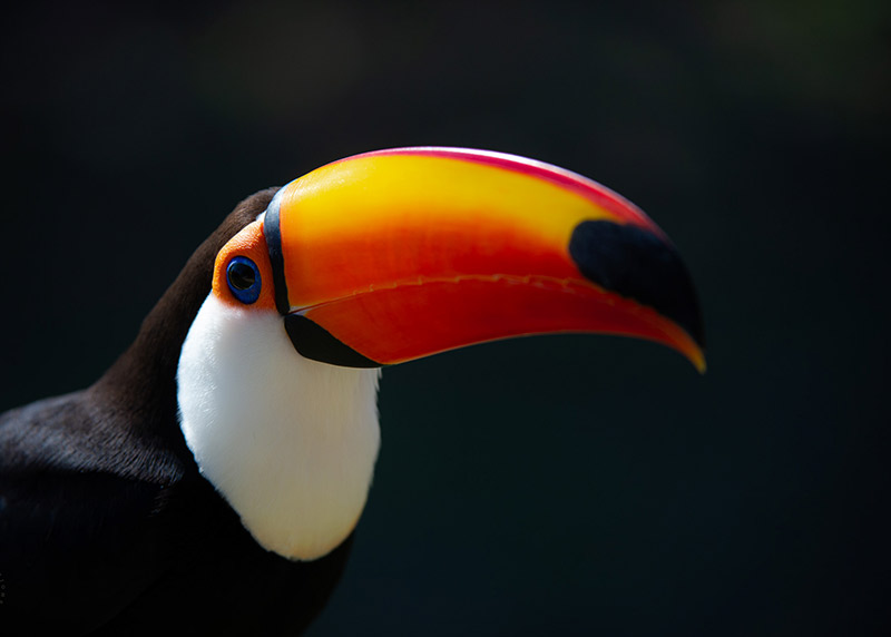 Pantanal Bird Tucano Toucan Orange Pantanal Bird Tucano Toucan Orange