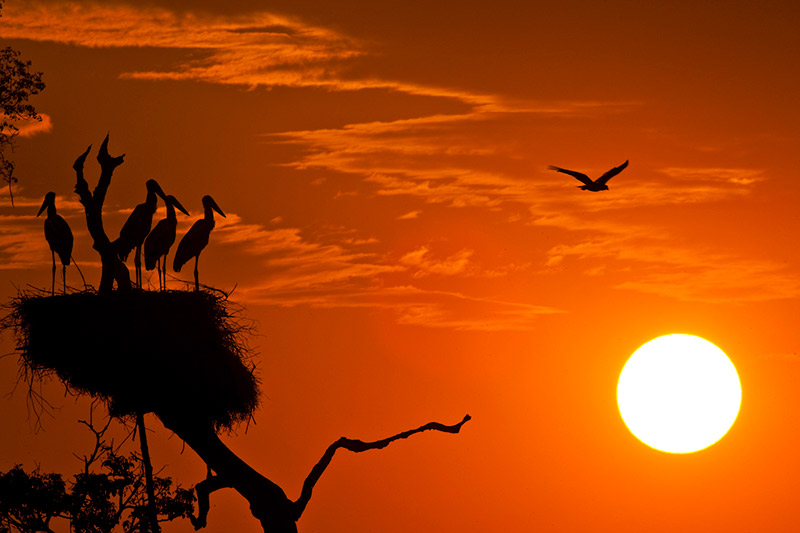 Pantanal Birds Sunset Sky Lanscape Orange Pantanal Birds Sunset Sky Lanscape Orange