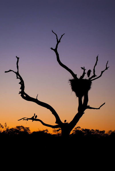 Pantanal Birds Sunset Twilight Sky Lanscape Orange Blue Pantanal Birds Sunset Twilight Sky Lanscape Orange Blue