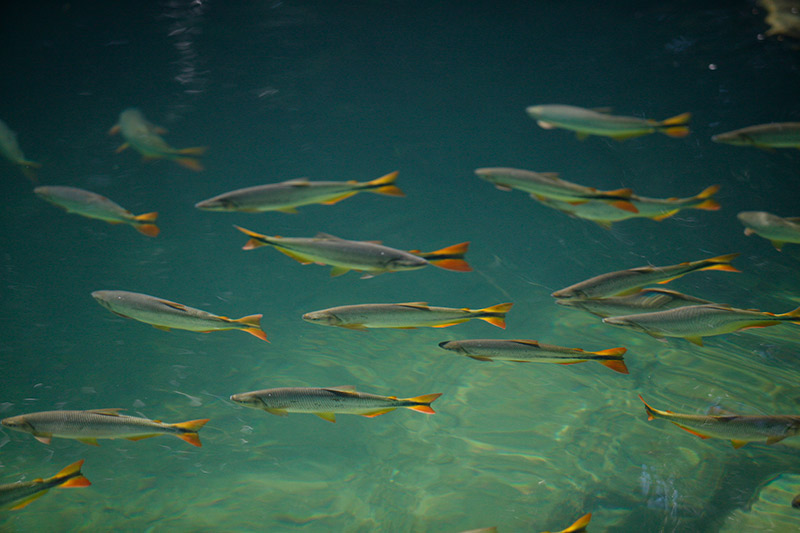 Pantanal Fish Water Clear River Lagoon Pantanal Fish Water Clear River Lagoon