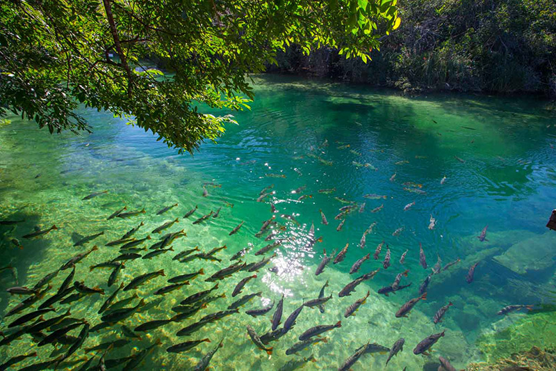 Pantanal Fish Water Clear River Lagoon Pantanal Fish Water Clear River Lagoon