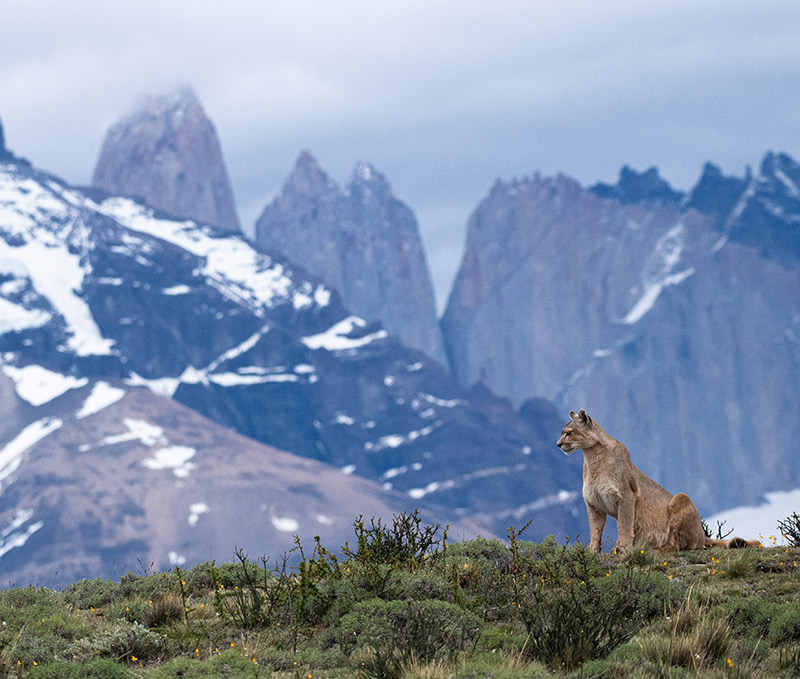 Patagonia Mountains Puma Nation Parks Landscapes