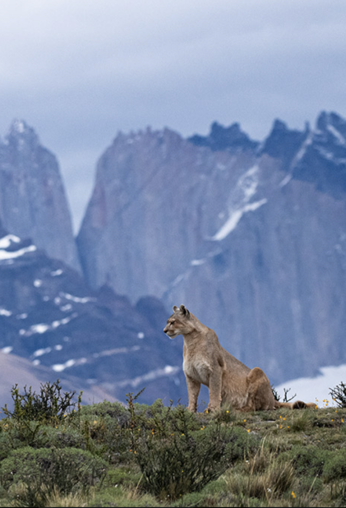 Puma – Torres del Paine Patagonia Puma – Torres del Paine Patagonia