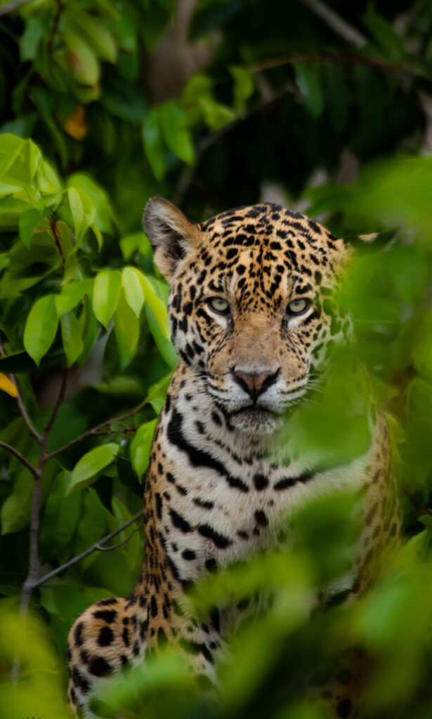 Jaguar in the Pantanal, Brazil