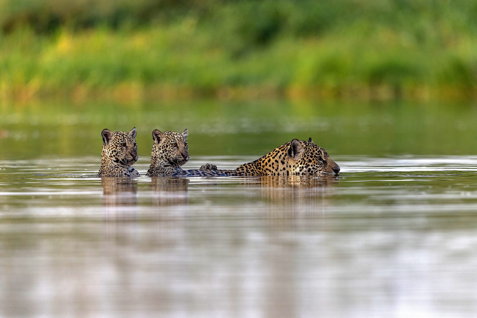 jaguar-cubs-river-pantanal