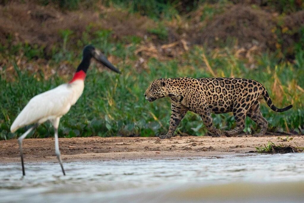 Jaguar in the Pantanal