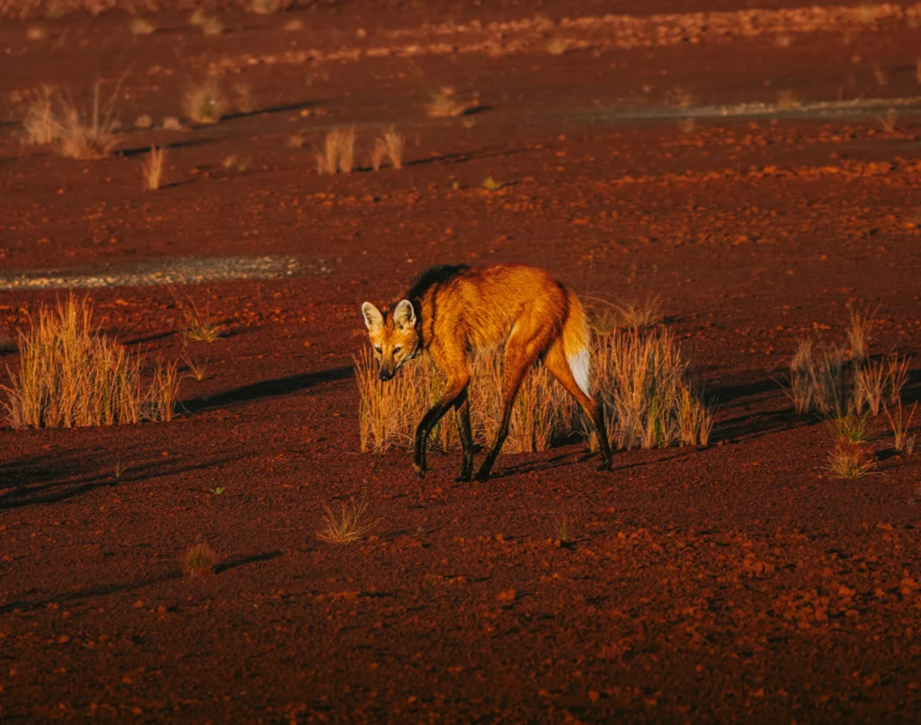 Maned Wolf - Trijunção, Brazil