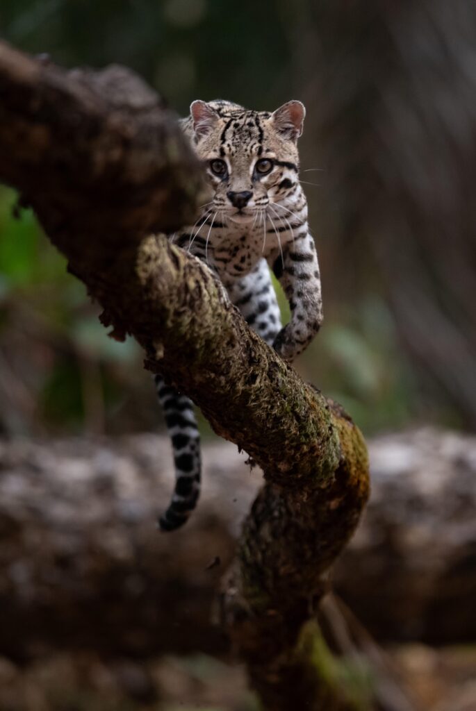 Ocelot