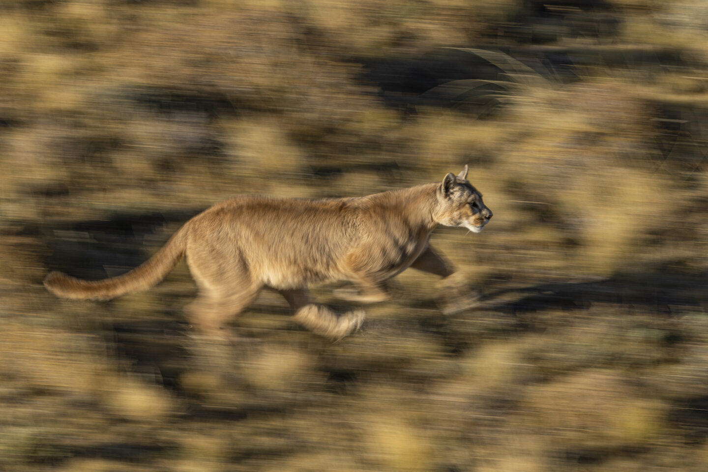puma-running-patagonia-torres-del-paine Puma running in Torres del Painel, Patagonia