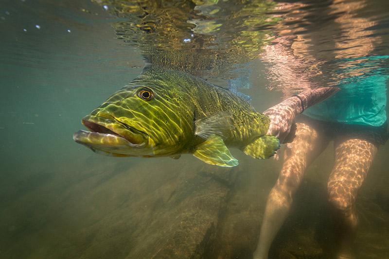 Brazil-Amazon-Nature-Fish-River Brazil-Amazon-Nature-Fish-River