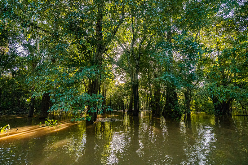 Brazil-Amazon-Nature-Three-River-Nature Brazil-Amazon-Nature-Three-River-Nature