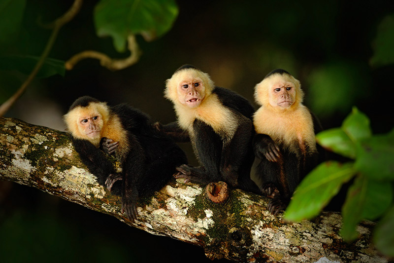 Costa-Rica-Rainforest-Landscapes-Sea-Fauna-Flora-Monkeys