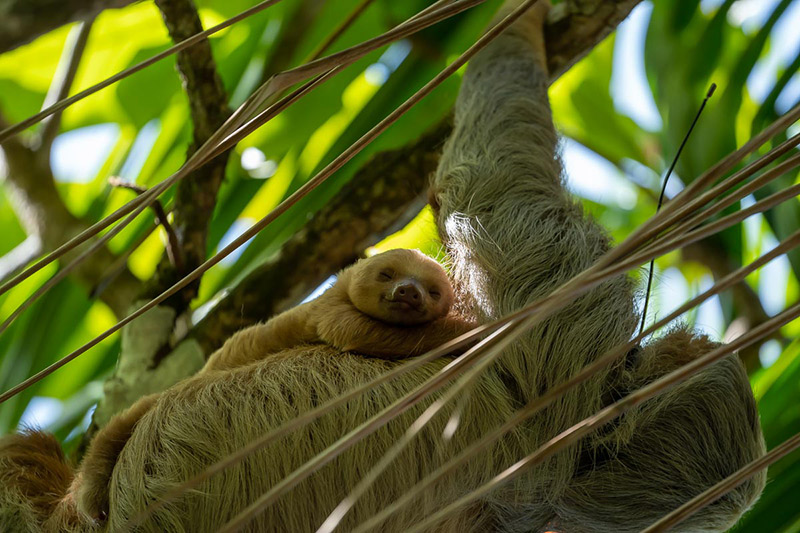 Costa-Rica-Rainforest-Landscapes-Sea-Fauna-Flora-Sloths-Bicho-preguica