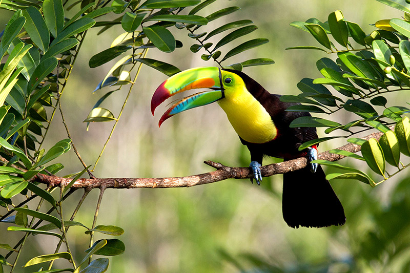 Costa-Rica-Rainforest-Landscapes-Sea-Fauna-Flora-Toucan-Tucano