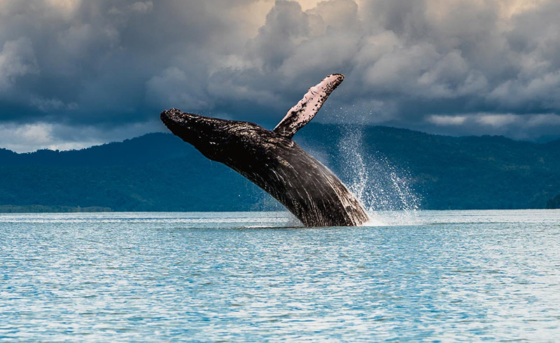 Costa-Rica-Rainforest-Landscapes-Sea-Fauna-Flora-Whale Costa-Rica-Rainforest-Landscapes-Sea-Fauna-Flora-Whale