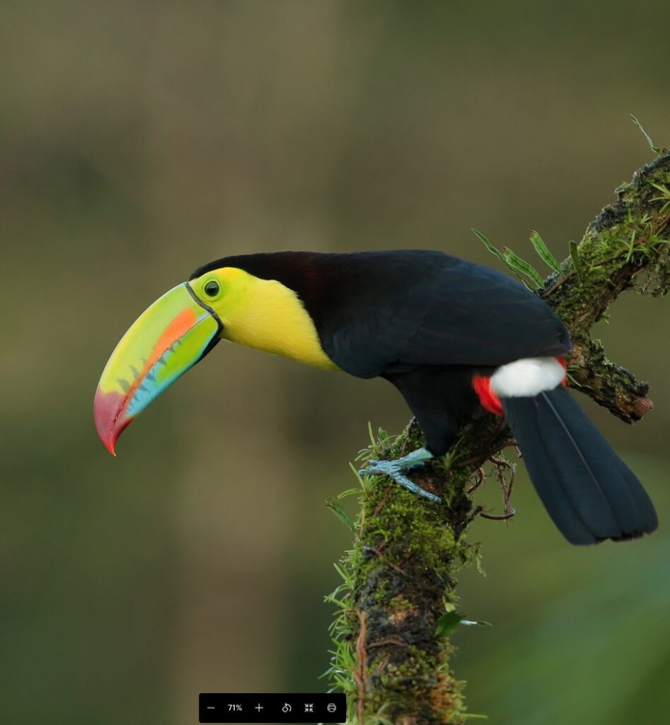 Costa Rica Toucan