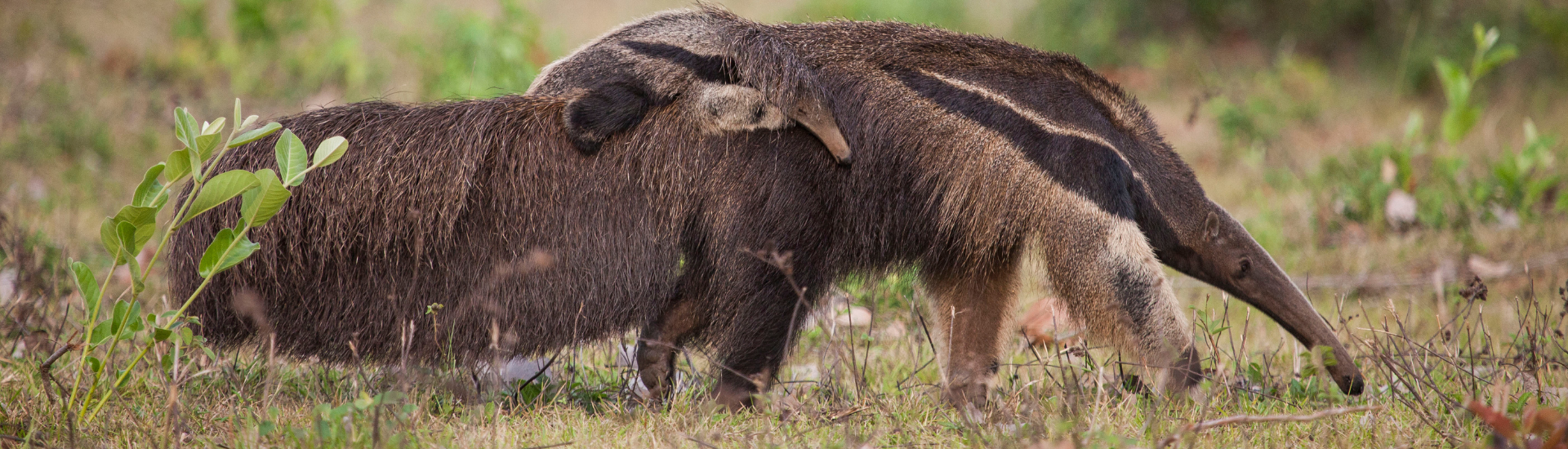 Giant Anteater - Pantanal Giant Anteater - Pantanal