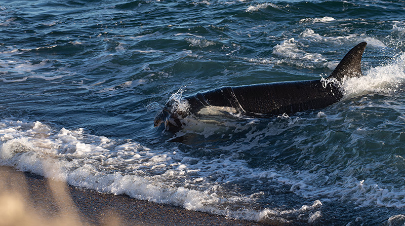 Orca catching a sea lion pup at the beach in Peninsula Valdes Patagonia Orca catching a sea lion pup at the beach in Peninsula Valdes Patagonia