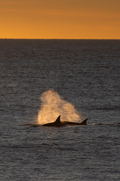 Orca swimming at sunrise Peninsula Valdes Patagonia Orca swimming at sunrise Peninsula Valdes Patagonia