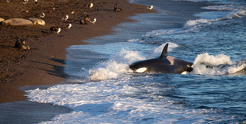 Orcas intentional stranding hunting technique in Peninsula Valdes Patagonia Orcas intentional stranding hunting technique in Peninsula Valdes Patagonia