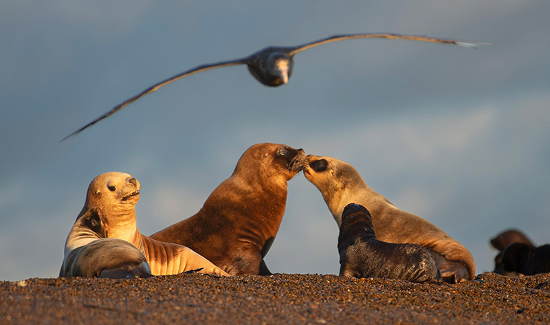 Sea lions at Peninsula Valdes Patagonia Argentina Sea lions at Peninsula Valdes Patagonia Argentina