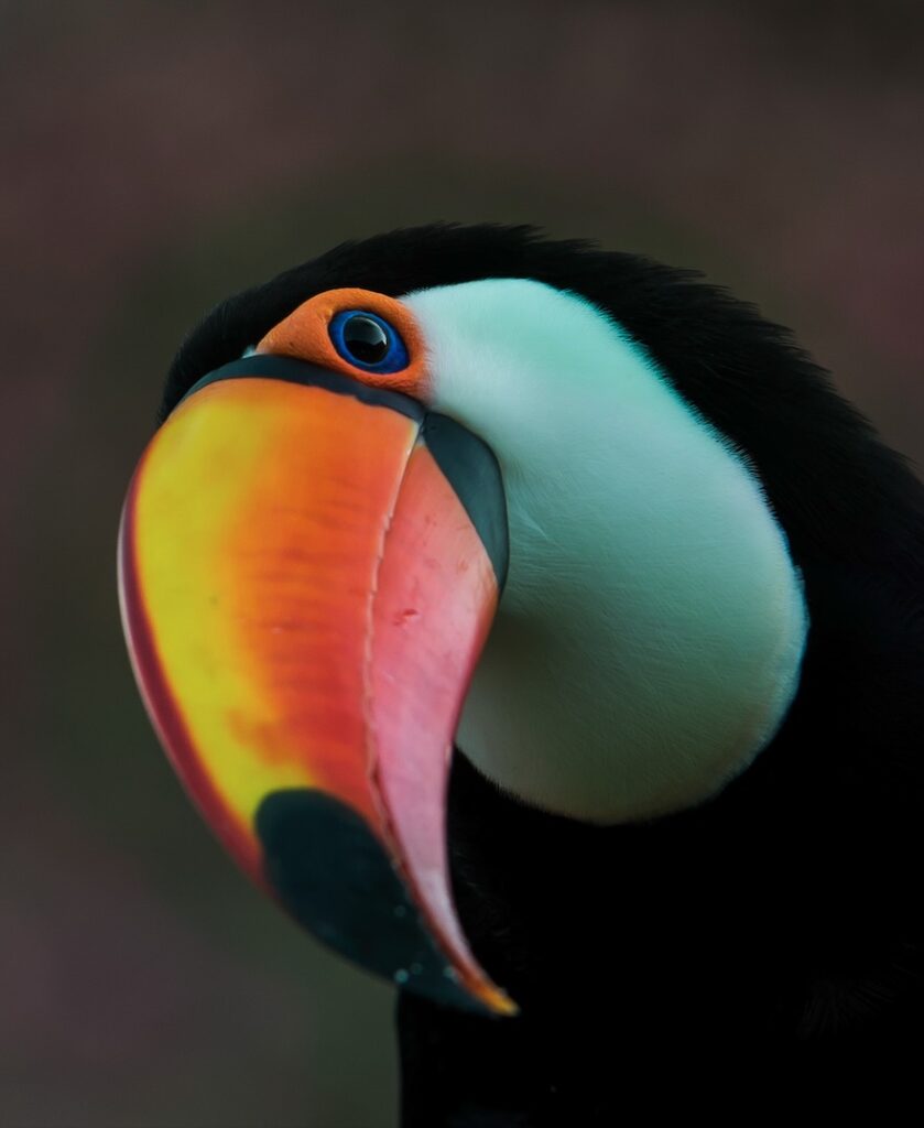 Tucano Pantanal