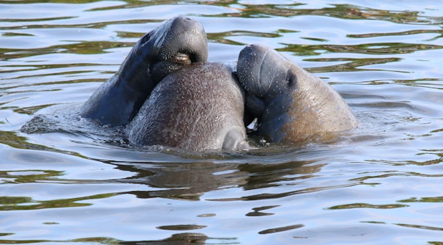 manatees manatees