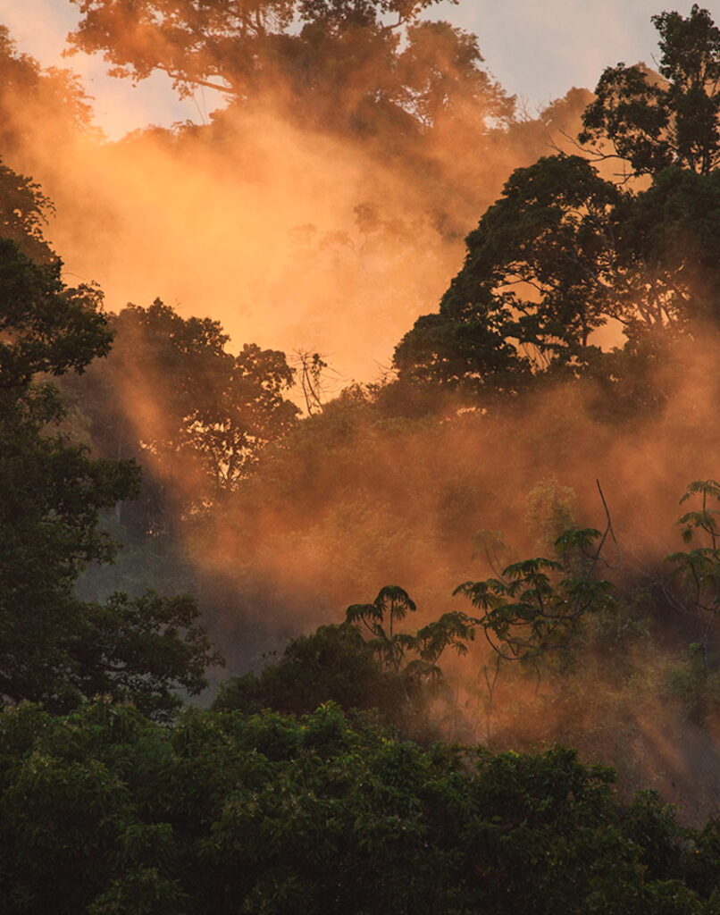 Amazon Rainforest
