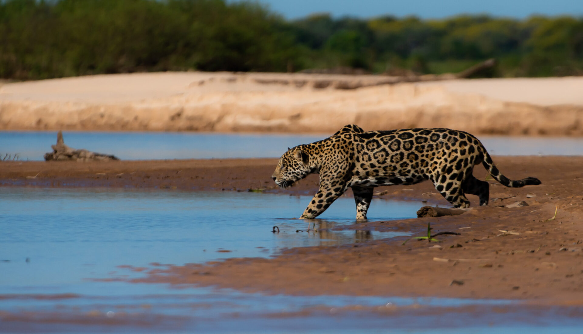 Jaguar, The Pantanal Jaguar, The Pantanal