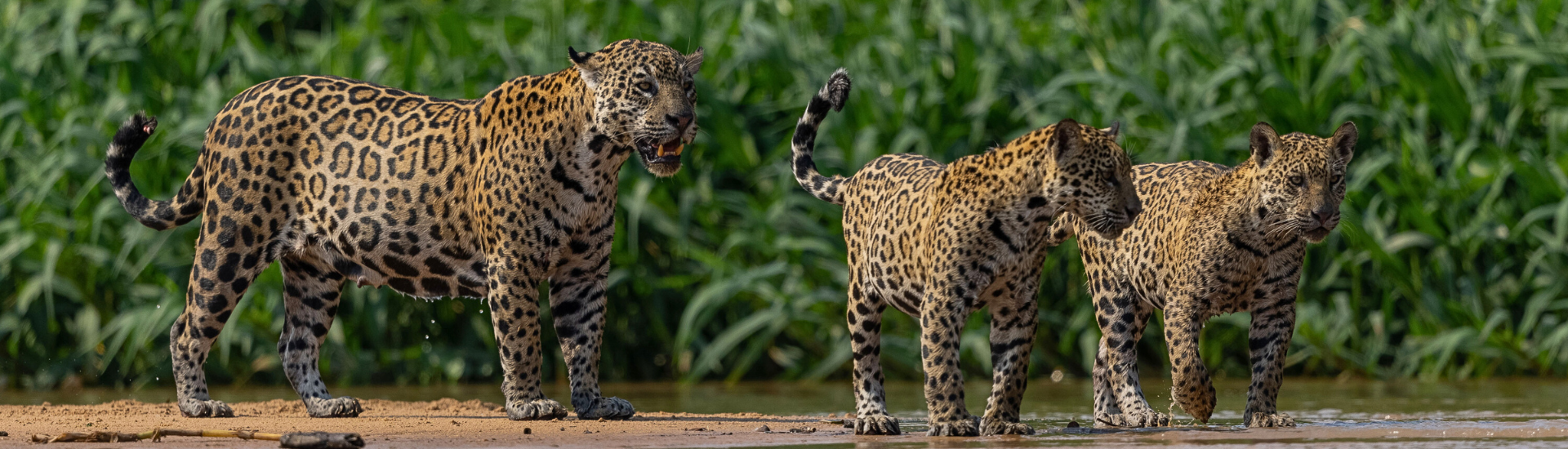 Jaguars by the river Jaguars by the river