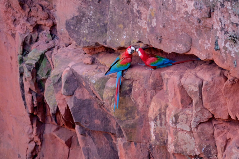 Red And Green Macaws, Ara Chloropterus, near Bonito, Pantanal, Brazil