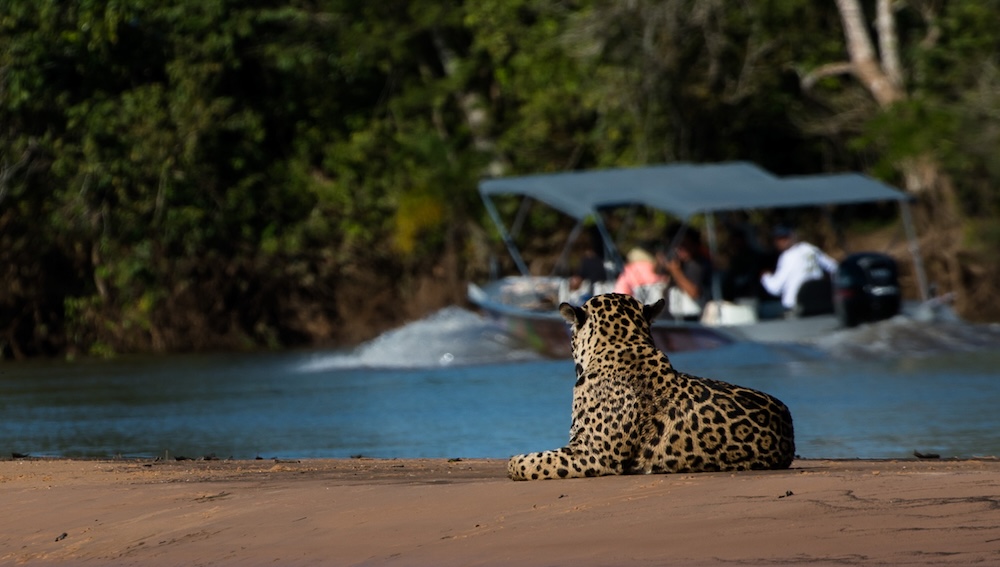 jaguar and the boat jaguar and the boat