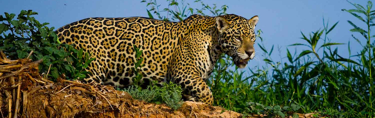 jaguar1