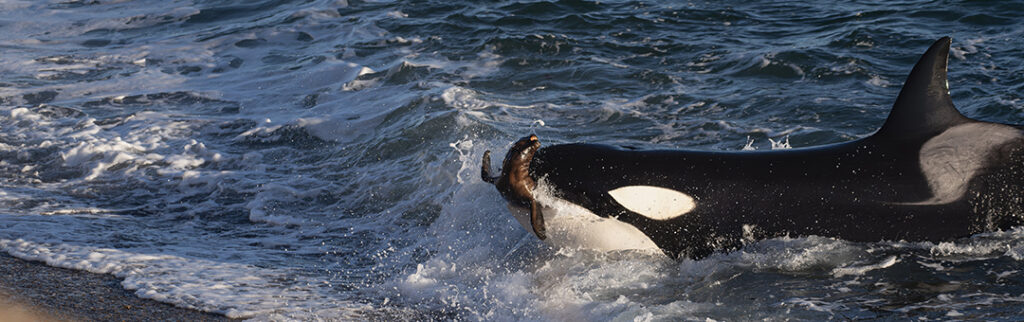 orcas-hunting-peninsula-valdes-1
