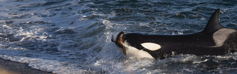 orcas-hunting-peninsula-valdes-1