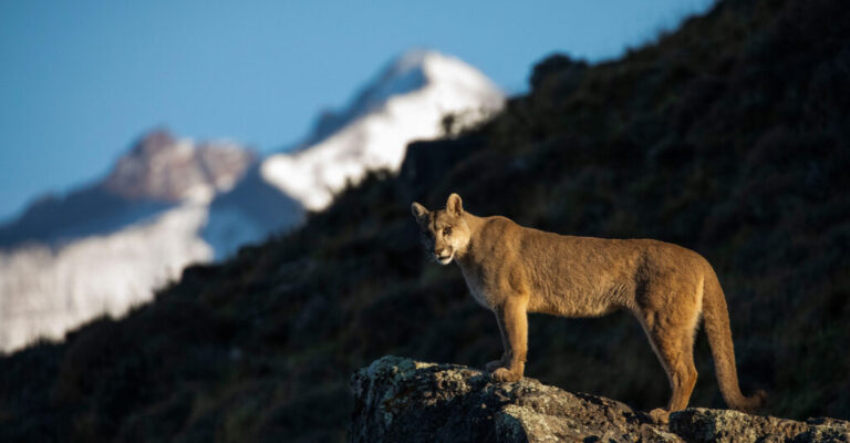 saida-fixa2-puma-tracking-patagonia-1920×1000-1-1024×533
