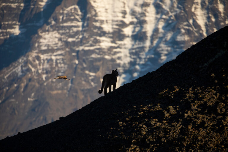 soutquest-safaris-puma-tracking-27