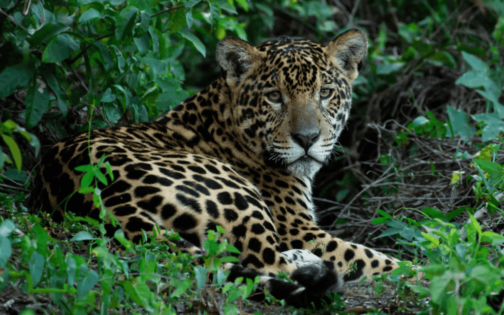 Pantanal