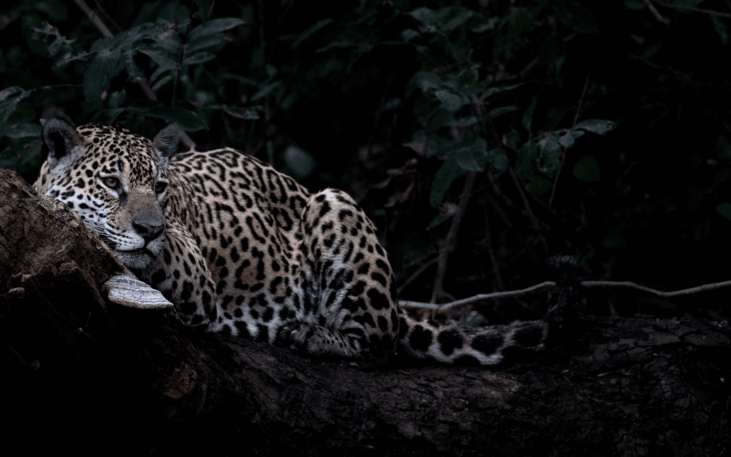 Pantanal