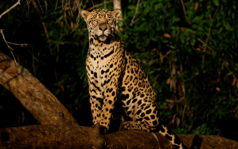 Jaguar