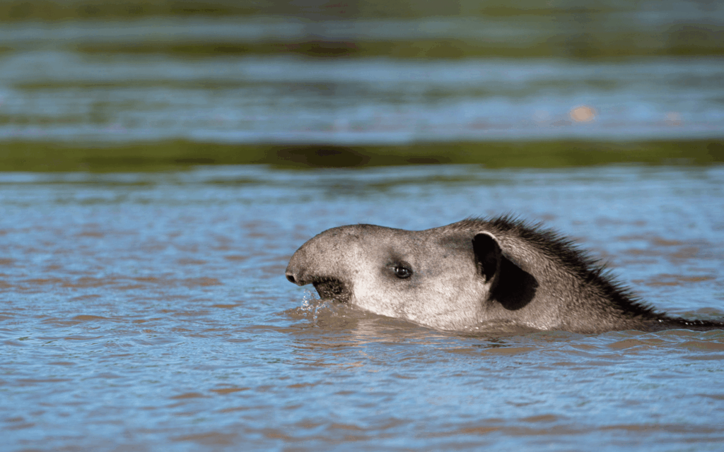 Brazilian Tapir