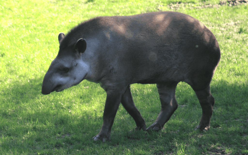 Brazilian Tapir
